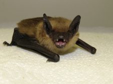 Serotine Bat